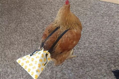 diaper chicks|5 Chicken Diapers DIY Solutions You Can Try.